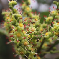 Anacardiaceae